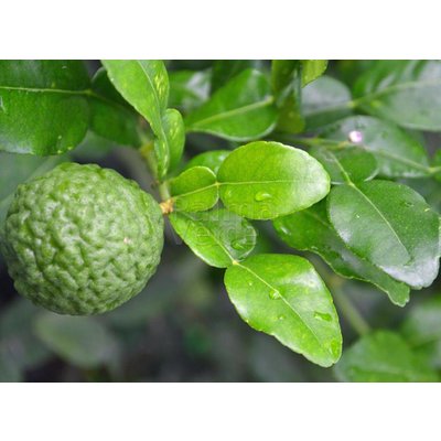 Eetbare Tuin Citrus hystrix - Djeroek poeroet - Kaffirlimoen