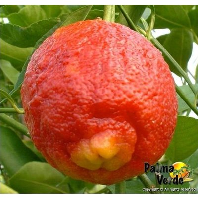 Eetbare Tuin Citrus limon Rosso - Bloedcitroen