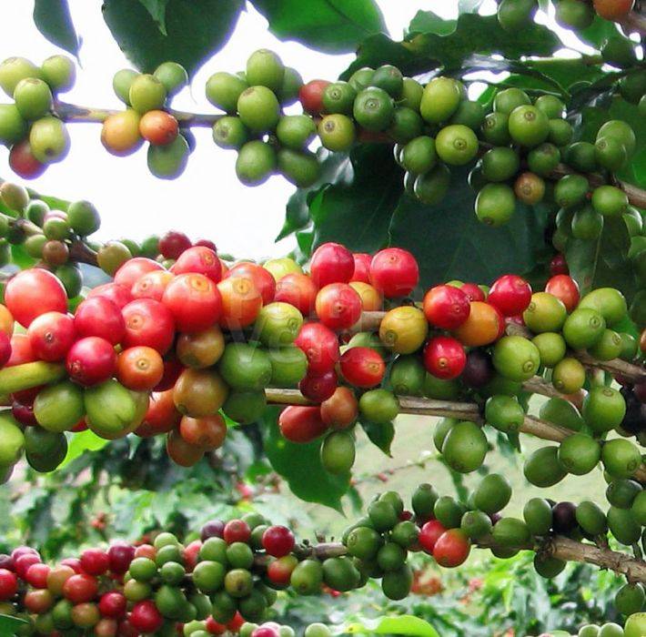Coffea arabica Coffee plant Palma Verde Exoten V.O.F.