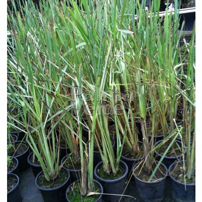 Eetbare tuin-edible garden Cymbopogon citratus - Citroengras - Lemongrass