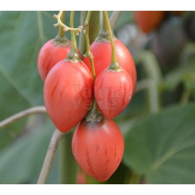 Eetbare tuin-edible garden Cyphomandra betacea - Solanum betaceum - Tamarillo - Boomtomaat