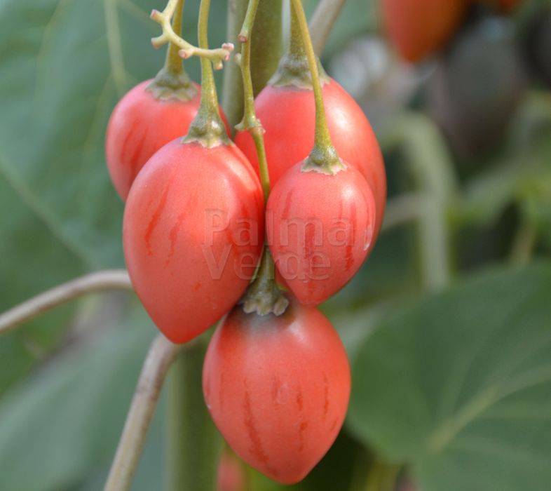 Resultado de imagen de Solanum betaceum