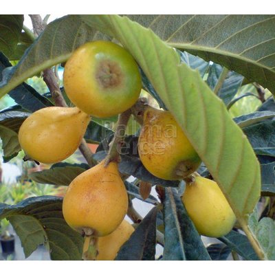 Eetbare tuin-edible garden Eriobotrya japonica - Loquat - Japanse wolmispel