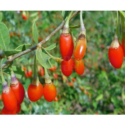 Eetbare tuin-edible garden Lycium barbarum - Goji bessen