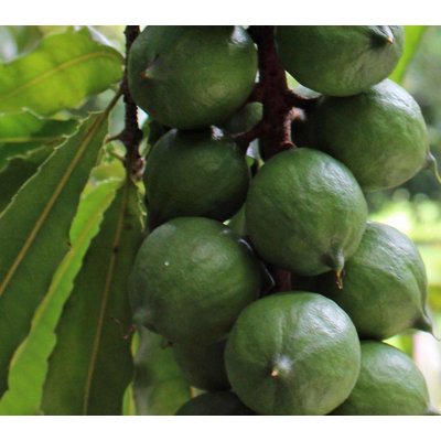 Eetbare tuin-edible garden Macadamia integrifolia - Macadamianotenboom