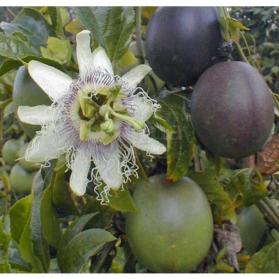 Eetbare tuin-edible garden Passiflora edulis - Passievrucht