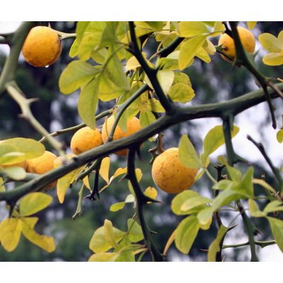 Bomen-trees Poncirus trifoliata - Citrus trifoliata - Wilde citroen