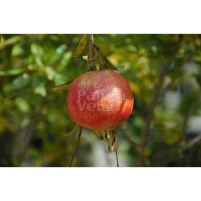 Eetbare Tuin Punica granatum - Granaatappel