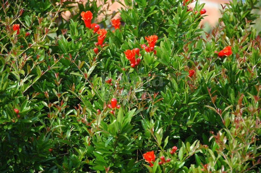 Punica granatum Granaatappelboom Productinformatie Punica granatum Granaatappelboom Productinformatie