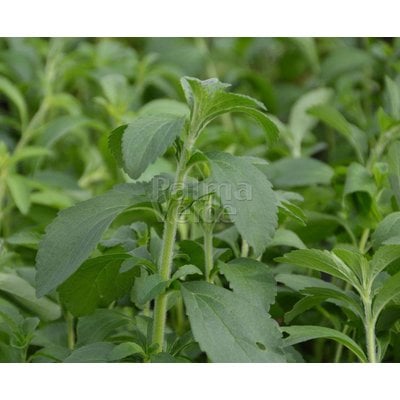Eetbare tuin-edible garden Stevia rebaudiana Bertoni - Stevia plant - Honingkruid - Stepa