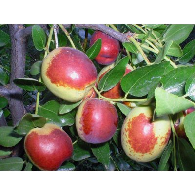 Eetbare tuin-edible garden Ziziphus jujuba - Chinese dadelboom