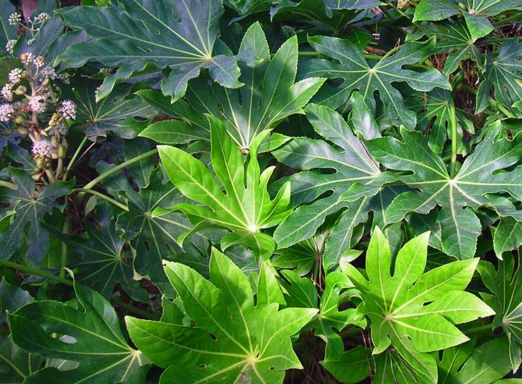 Fatsia japonica - Palma Verde Exoten V.O.F.