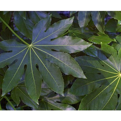 Blad-leaf Fatsia japonica - Japanse vingerplant