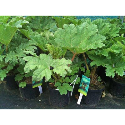 Blad-leaf Gunnera manicata - Mammoetblad