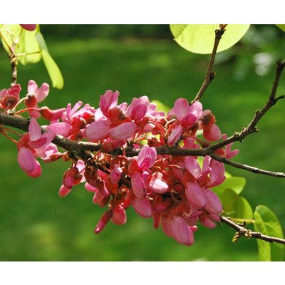 Bloemen-flowers Cercis siliquastrum - Judasboom