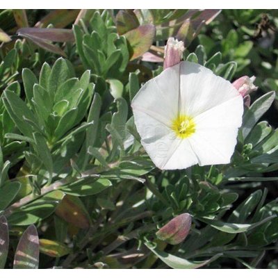 Bloemen-flowers Convolvulus cneorum - Zilverwinde