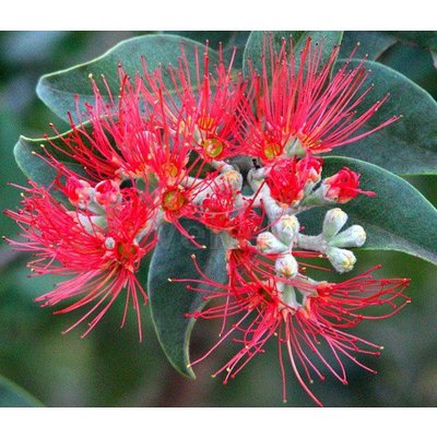 Bloemen-flowers Metrosideros thomasii - IJzerhoutboom