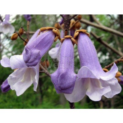 Bloemen Paulownia tomentosa - Keizersboom