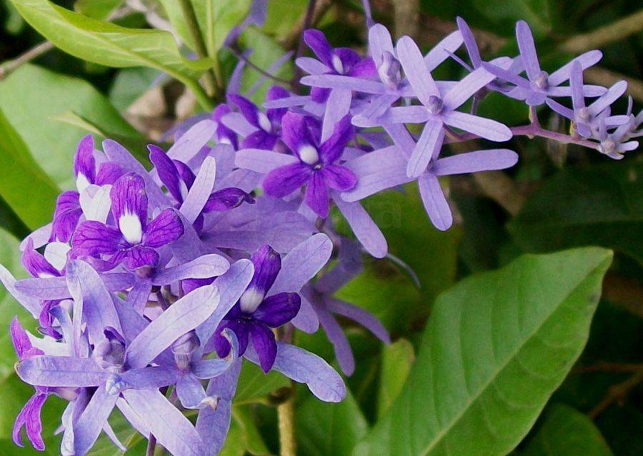 Petrea volubilis Flower of God Palma Verde Exoten V.O.F.