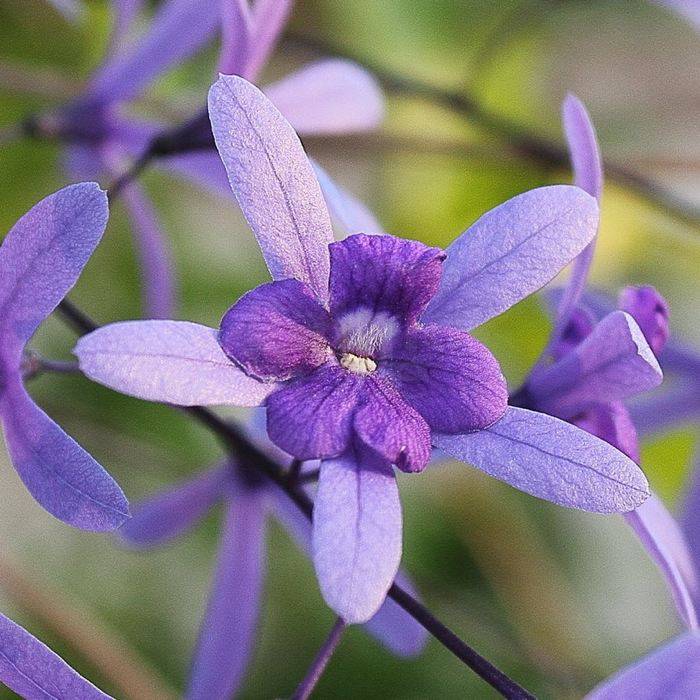 Petrea volubilis Flower of God Palma Verde Exoten V.O.F.