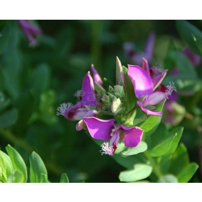 Bloemen Polygala myrtifolia - Vleugeltjesbloem