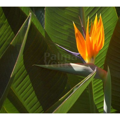 Bloemen-flowers Strelitzia reginae - Paradijsvogelbloem