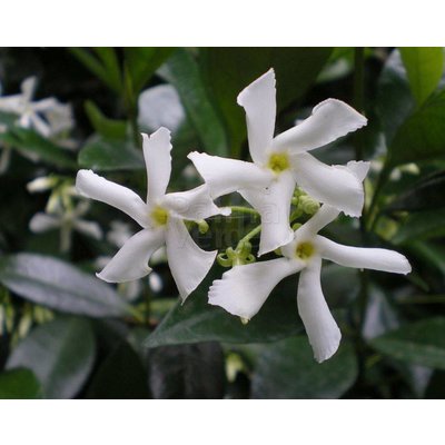 Bloemen Trachelospermum jasminoides - Sterjasmijn - Toscaanse jasmijn