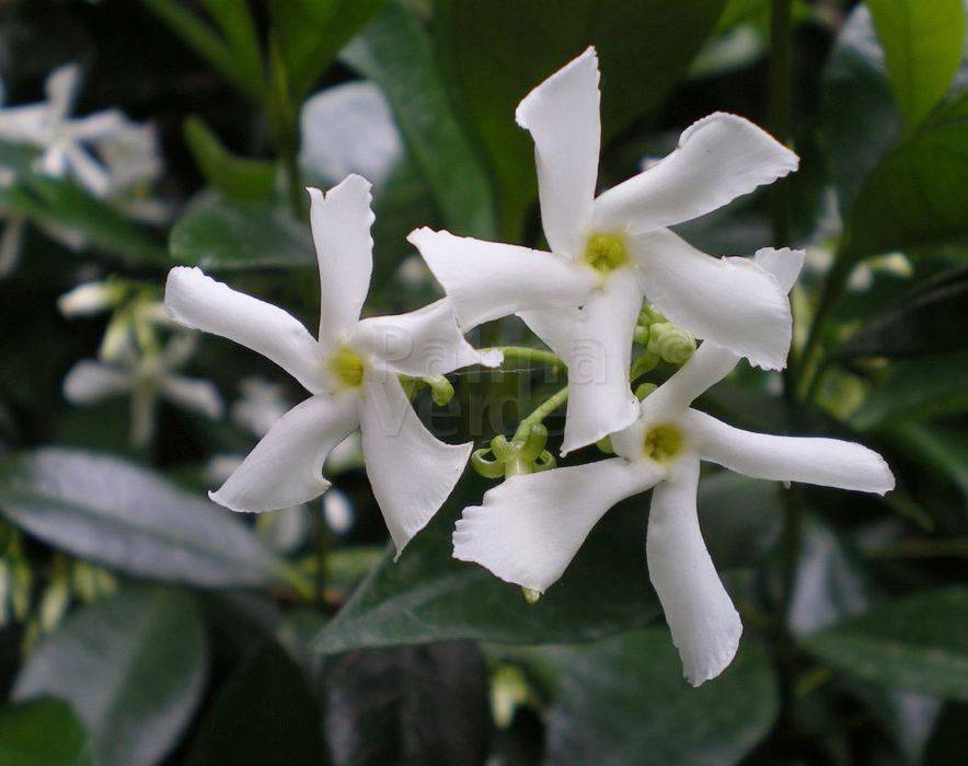 Трахелоспермум растение жасминовидный описание и фото