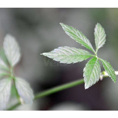 Eetbare tuin-edible garden Gynostemma pentaphyllum - Onsterfelijkheidskruid - Jiaogulan