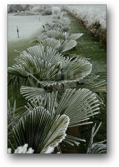 trachycarpus fortunei in de winter