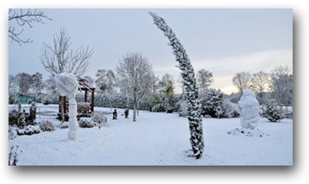 winterbescherming palmen