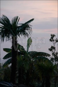 Verzorging en bemesting palmbomen