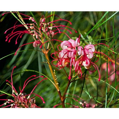 Bloemen-flowers Grevillea johnsonii - Australische zilvereik