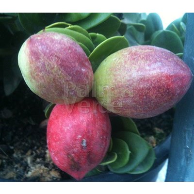 Eetbare tuin-edible garden Carissa grandiflora - Natalpruim
