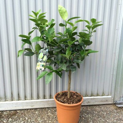 Eetbare tuin-edible garden Citrus latifolia Lime Verde - Limoen
