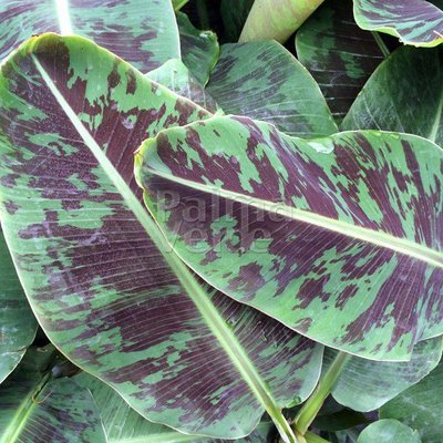 Bananen Musa acuminata Dwarf Cavendish