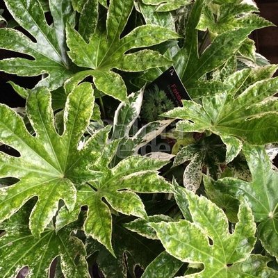 Blad-leaf Fatsia japonica Spiders Web - Japanse vingerplant