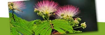 Bloeiende planten