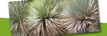 Yucca