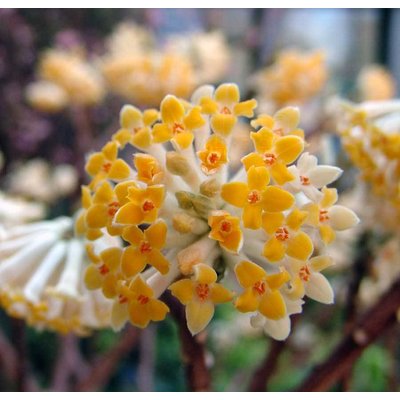 Bloemen-flowers Edgeworthia chrysantha Grandiflora - Papierstruik