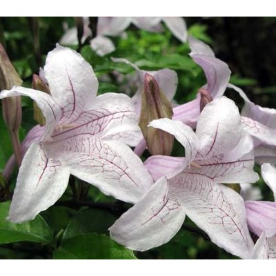 Bloemen-flowers Mackaya bella