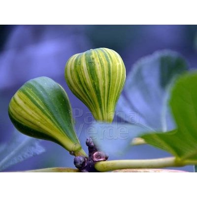Eetbare tuin-edible garden Ficus carica Panache - Tijgervijg