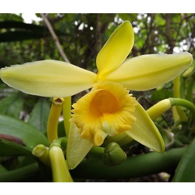 Eetbare tuin-edible garden Vanilla planifolia - Vanilleplant