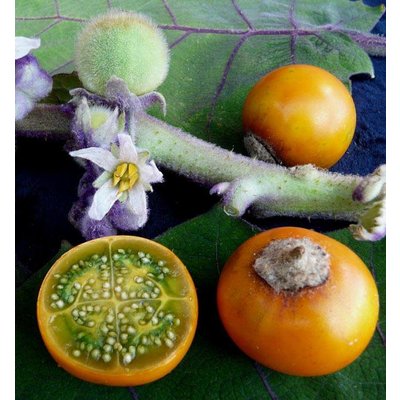 Eetbare tuin-edible garden Solanum quitoense - Naranjilla - Lulo