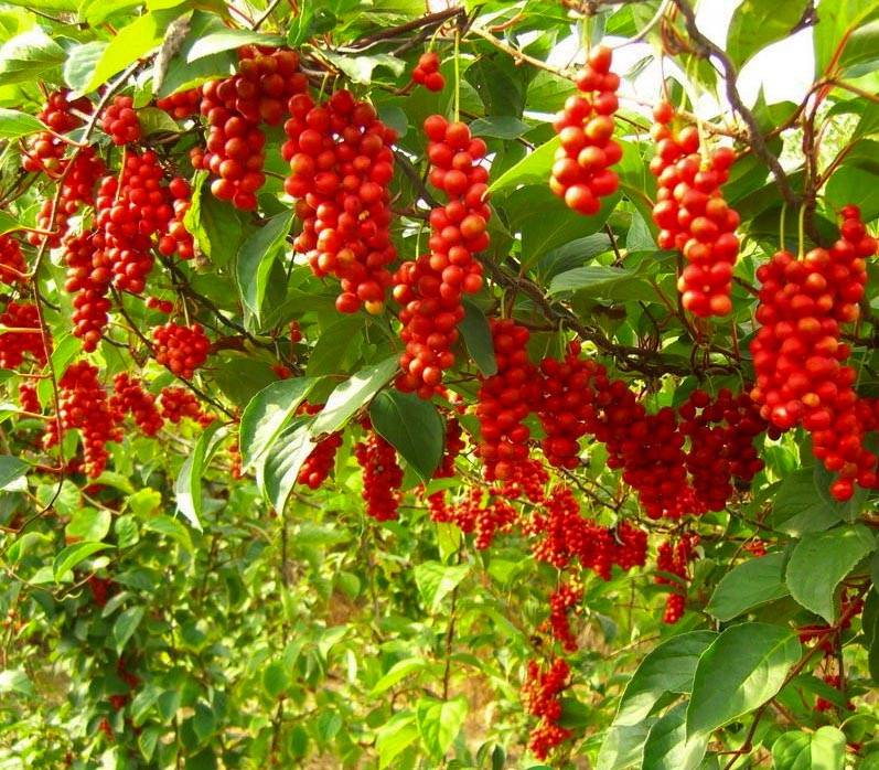 Schisandra chinensis