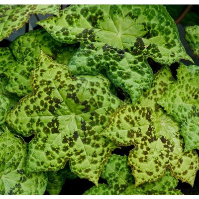 Blad Podophyllum Spotty Dotty - Voetblad