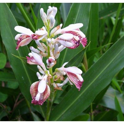 Eetbare tuin-edible garden Alpinia galanga - Laos