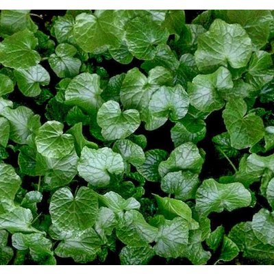 Eetbare tuin-edible garden Wasabia japonica - Wasabi