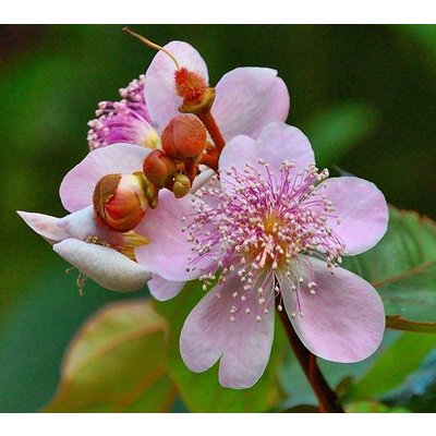 Bloemen Bixa orellana - Orleaanboom