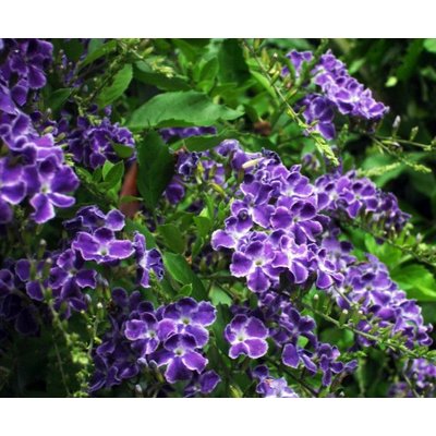 Bloemen-flowers Duranta repens Geisha Girl - Gouden dauwdruppel